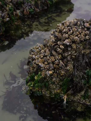 Close-up of a large cluster of mussels and barnacles attached to rocks by the water's edge, with seaweed and algae at the bottom.