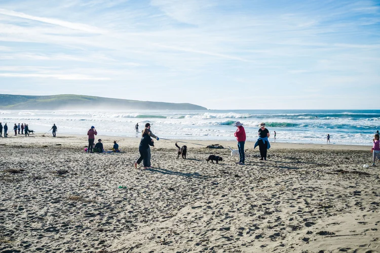 Beach scene with people, dogs, and waves, under a partly cloudy sky with hills in the background.